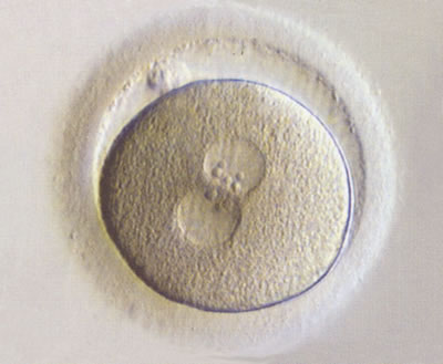 Fertilised embryo